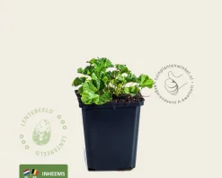 Malva moschata