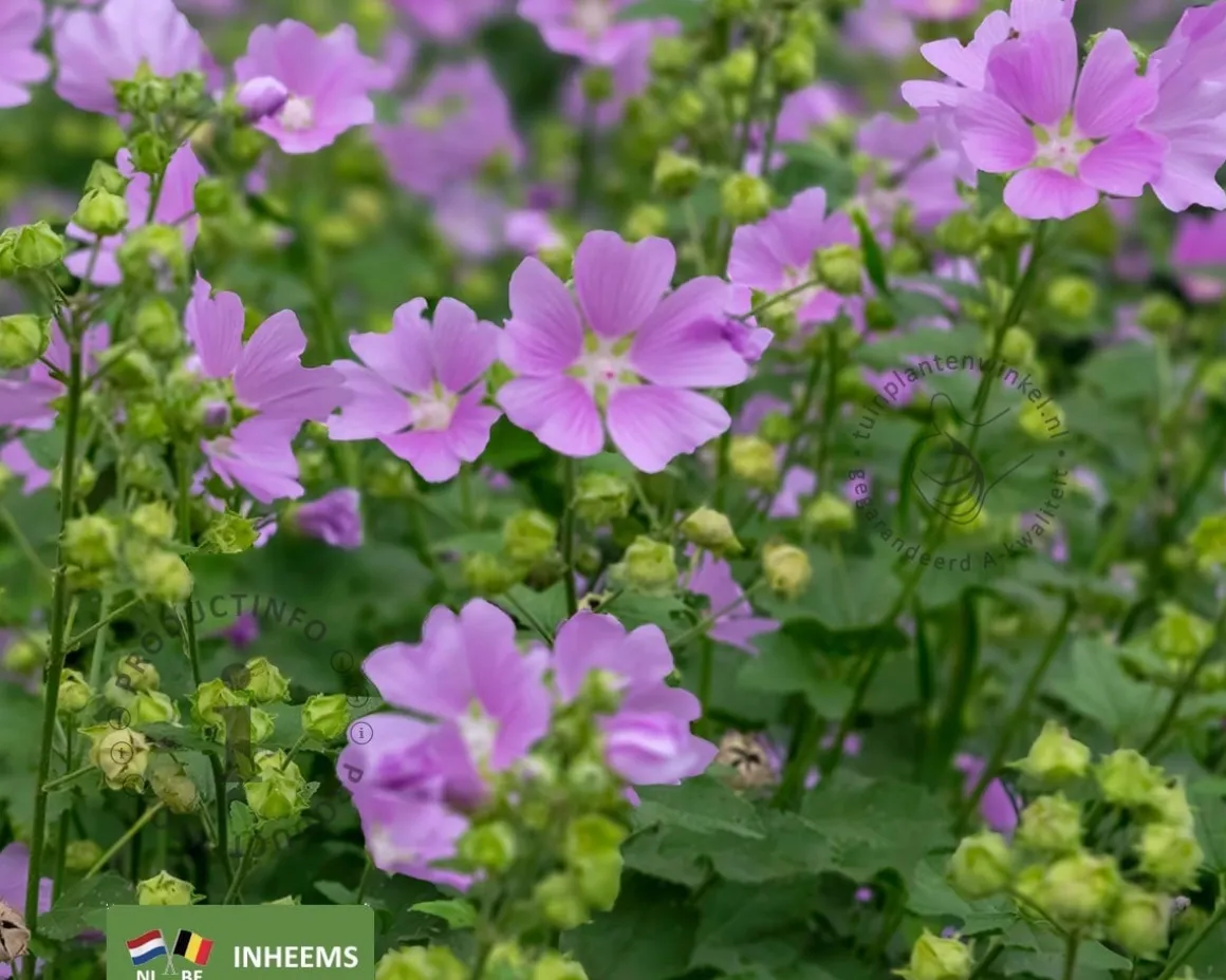 Malva moschata