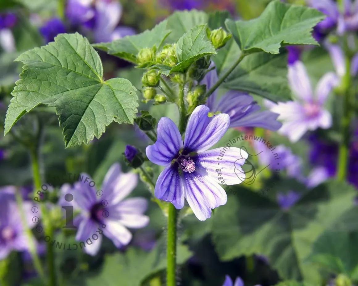 Malva sylvestris 'Primley Blue'
