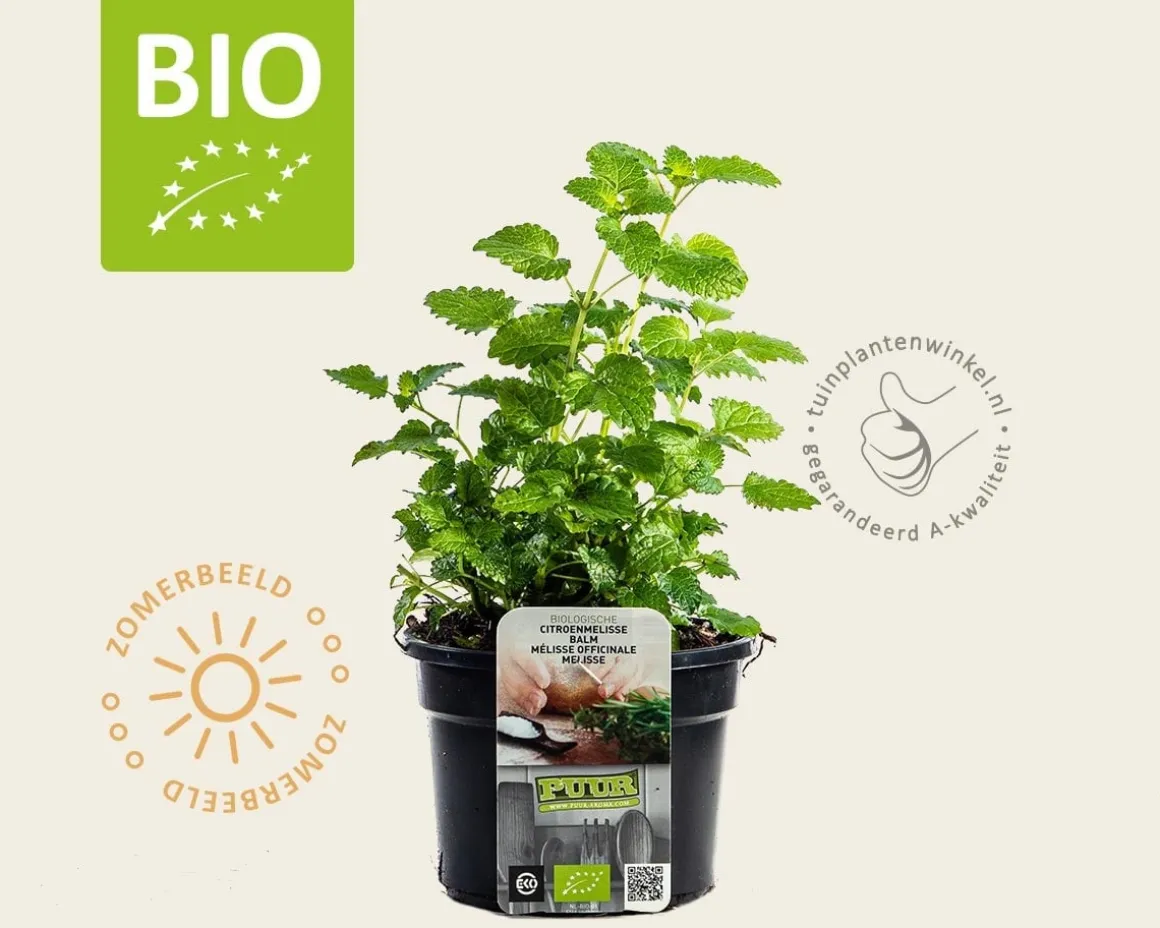 Melissa officinalis Puur