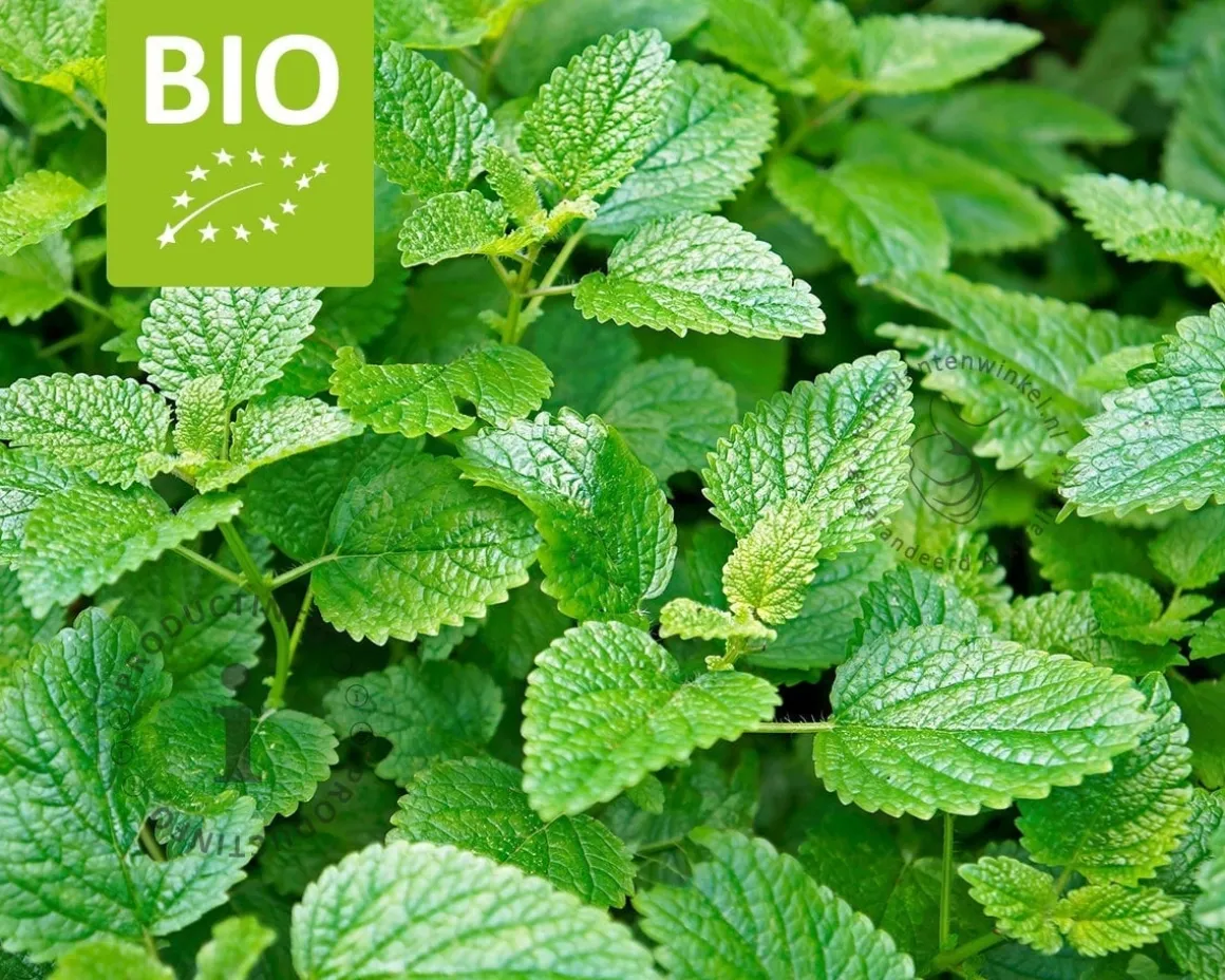Melissa officinalis Puur