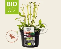 Melissa officinalis Puur