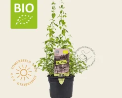 Mentha arvensis 'Strawberry' Puur