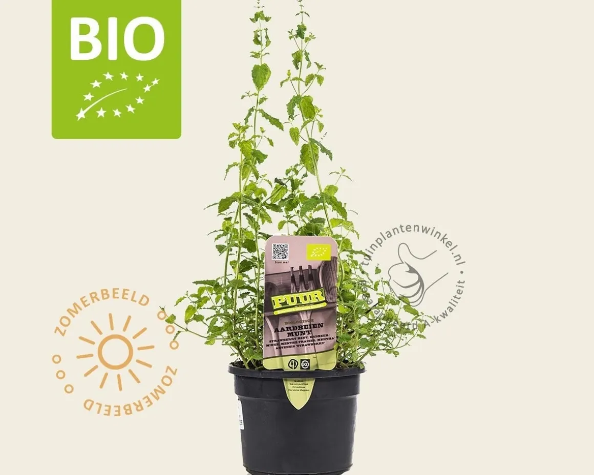 Mentha arvensis 'Strawberry' Puur