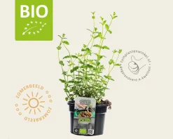Mentha arvensis 'Strawberry' Puur