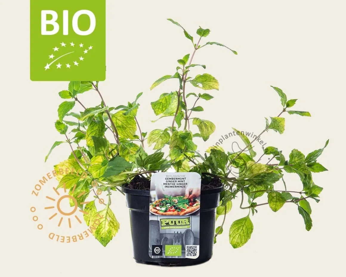 Mentha gracilis 'Ginger' Puur