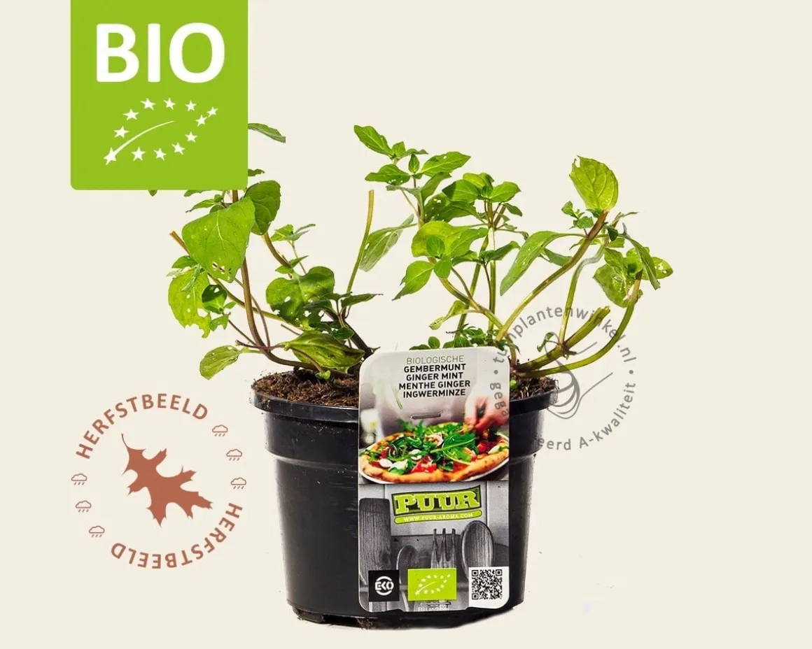 Mentha gracilis 'Ginger' Puur