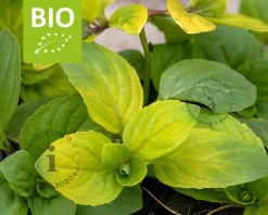 Mentha gracilis 'Ginger' Puur