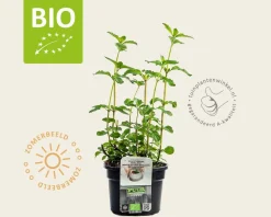 Mentha piperita 'Basilicum' Puur