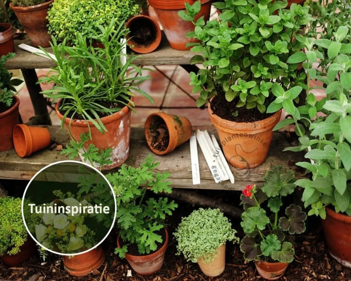 Mentha piperita 'Basilicum' Puur