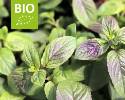 Mentha piperita 'Basilicum' Puur