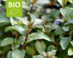 Mentha piperita 'Chocolate' Puur