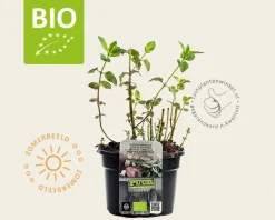 Mentha piperita 'Chocolate' Puur