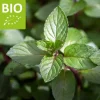 Mentha piperita 'Cinderella' Puur