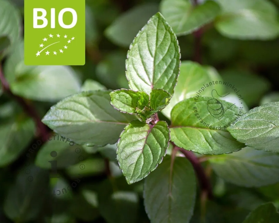 Mentha piperita 'Cinderella' Puur