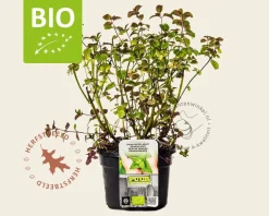 Mentha piperita 'Orange' - Puur