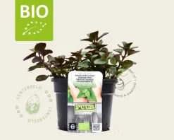 Mentha piperita 'Orange' - Puur