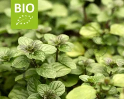 Mentha piperita 'Orange' - Puur