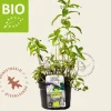 Mentha piperita 'Swiss' Puur
