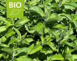 Mentha piperita 'Swiss' Puur