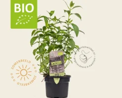 Mentha piperita 'Swiss' Puur