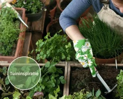Mentha piperita 'Swiss' Puur