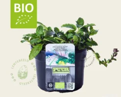 Mentha piperita 'Swiss' Puur