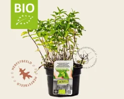 Mentha spicata 'Maroccan' Puur