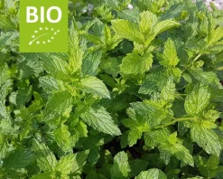 Mentha spicata 'Maroccan' Puur