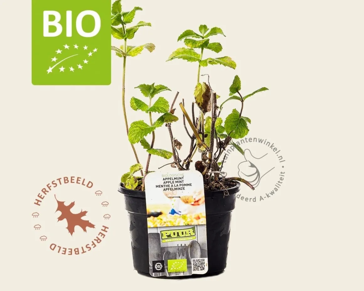 Mentha suaveolens 'Apfel' Puur