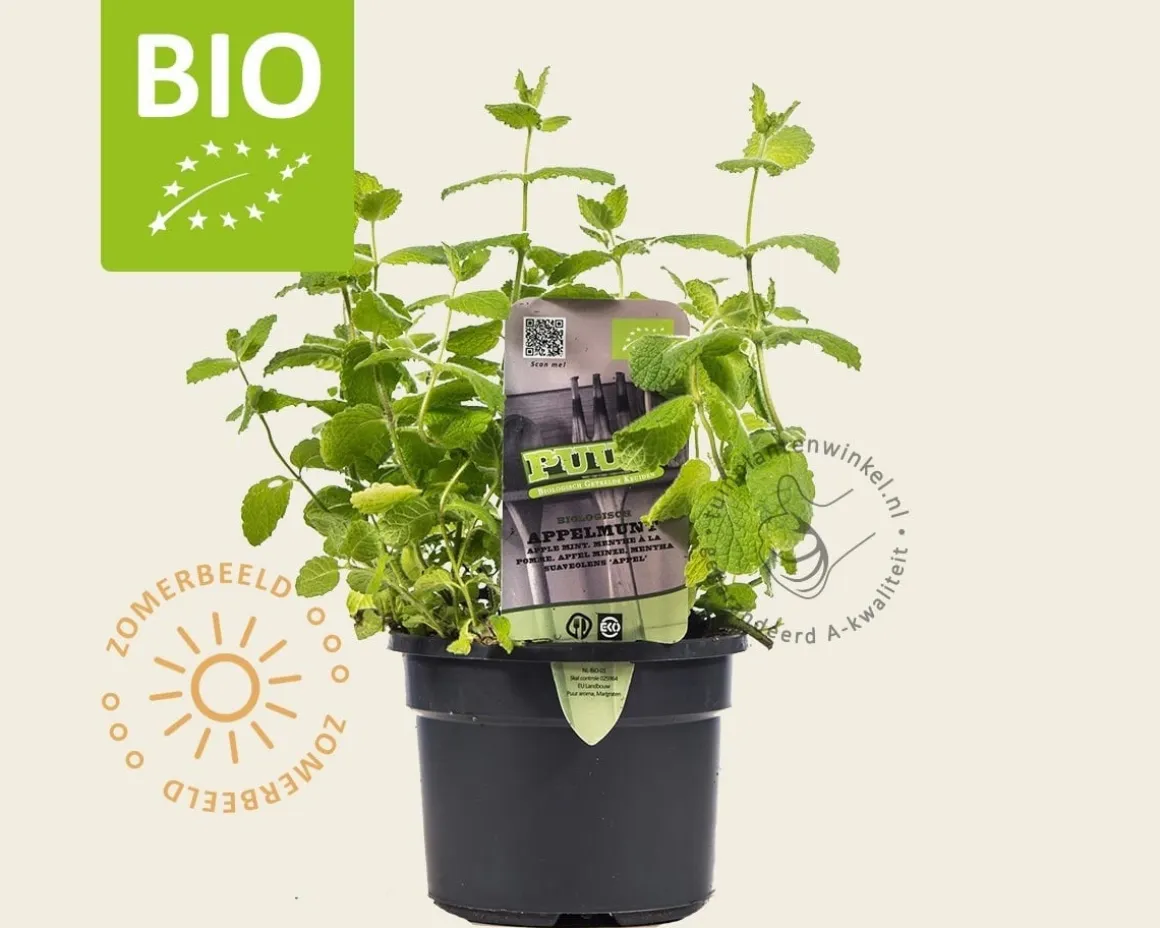 Mentha suaveolens 'Apfel' Puur