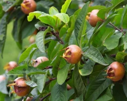 Mespilus germanica