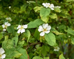 Mespilus germanica
