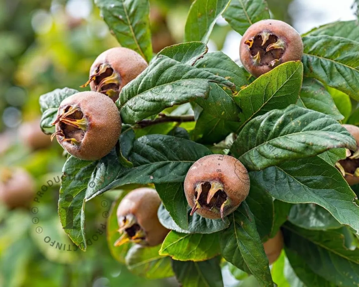Mespilus germanica 'Westerveld' - laagstam