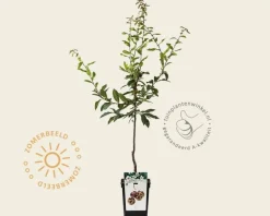 Mespilus germanica 'Westerveld' - mini