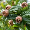 Mespilus germanica 'Westerveld' - halfstam