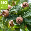 Mespilus germanica 'Westerveld' - BIO mini