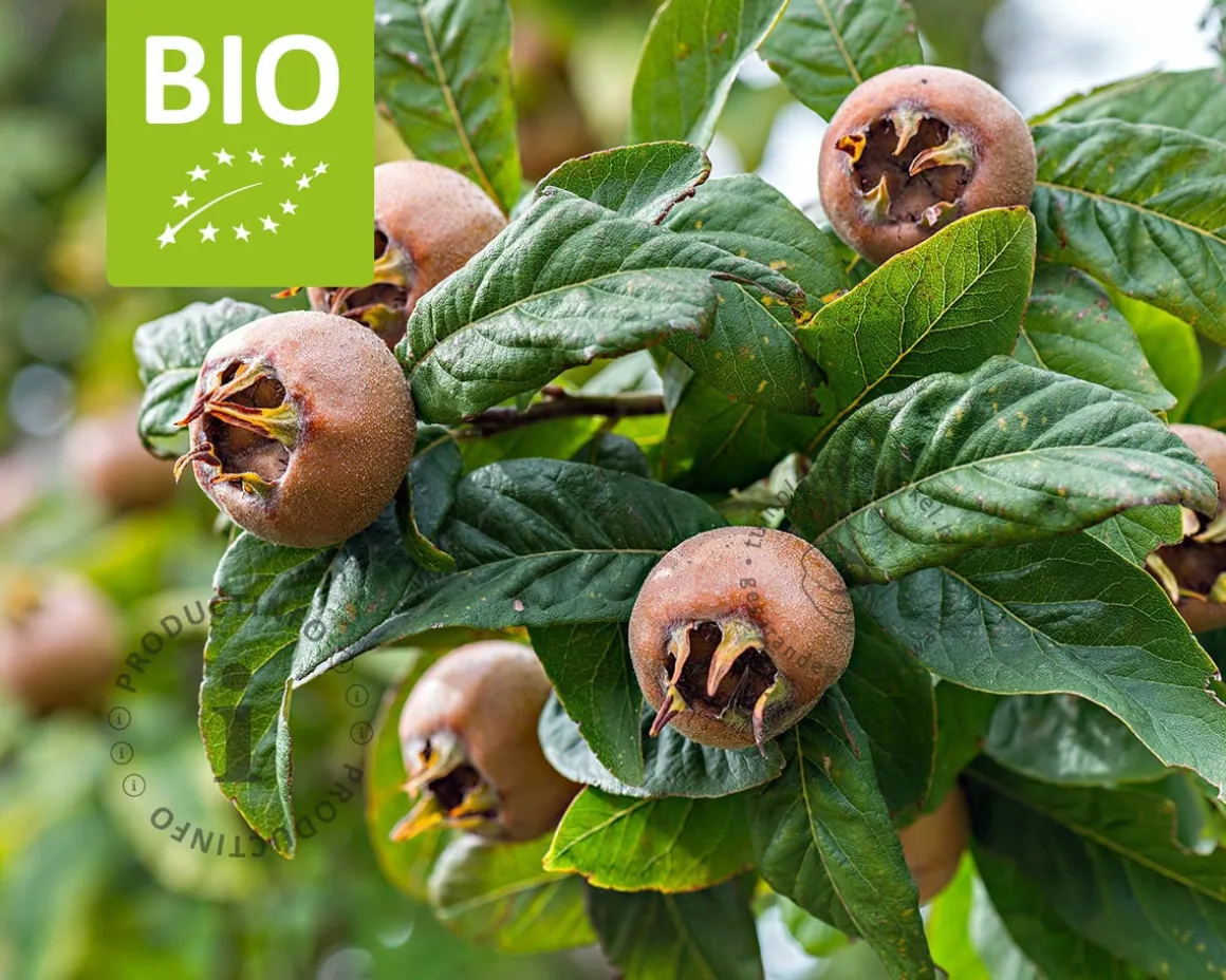Mespilus germanica 'Westerveld' - BIO mini