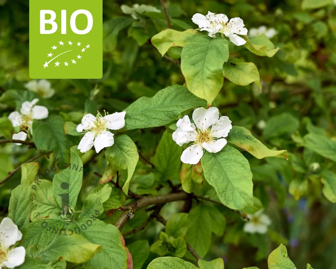 Mespilus germanica 'Westerveld' - BIO mini