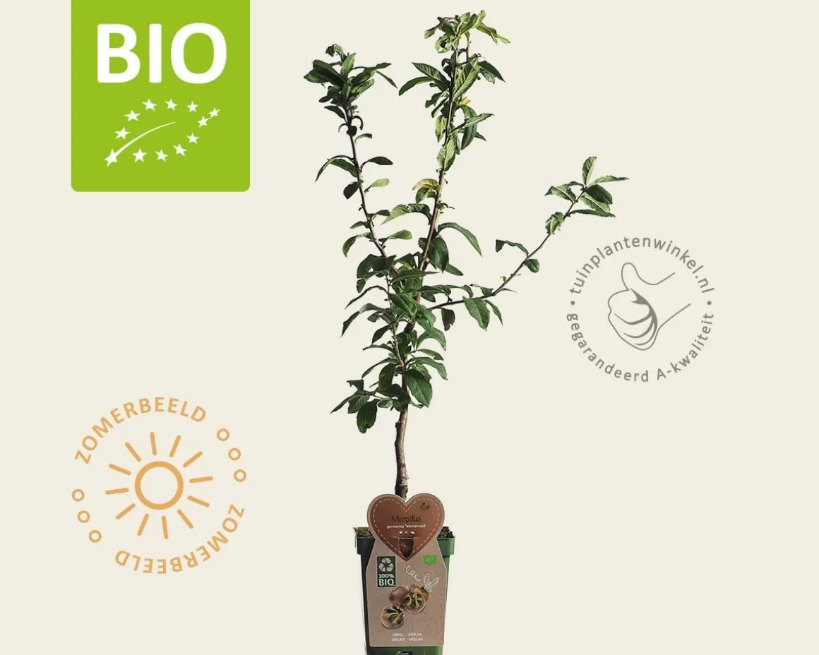 Mespilus germanica 'Westerveld' - BIO mini