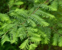 Metasequoia glyptostroboides - beveerd