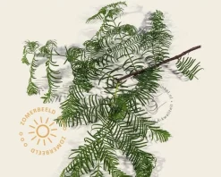 Metasequoia glyptostroboides - beveerd
