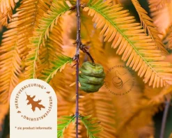 Metasequoia glyptostroboides - beveerd