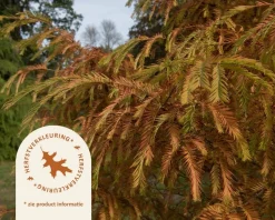 Metasequoia glyptostroboides 'Matthaei Broom'