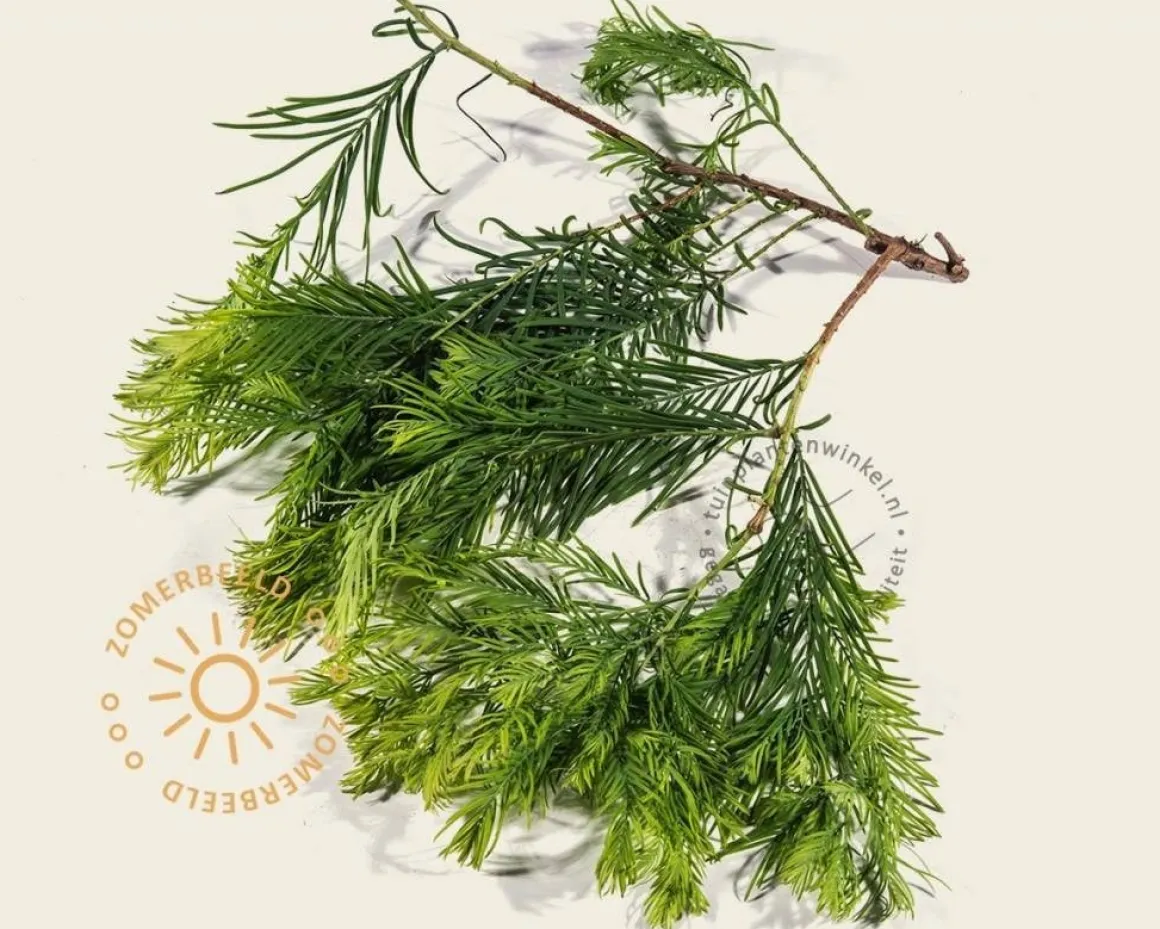 Metasequoia glyptostroboides 'Matthaei Broom'