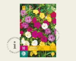 Mirabilis jalapa Mix