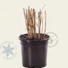 Miscanthus sinensis 'China'