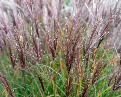 Miscanthus sinensis 'Ferner Osten'