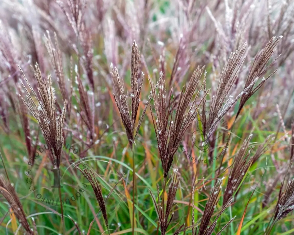 Miscanthus sinensis 'Ferner Osten'