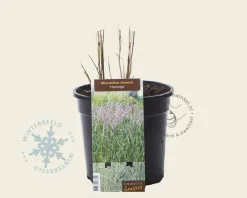 Miscanthus sinensis 'Flamingo'